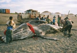 THE WHALE FROM LORINO, dir. 