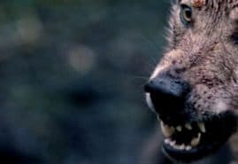 „THE SHADOW FOREST” AWARDED AT THE MAFICI FESTIVAL