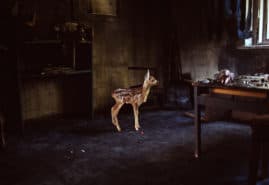 „SUCH A LANDSCAPE” AND „INVISIBLE” AWARDED AT IN THE PALACE ISFF