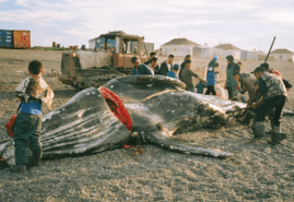 „THE WHALE FROM LORINO” WITH POLISH FILM ACADEMY AWARD!