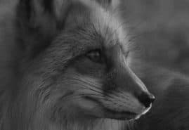 POLISH SHORT FILMS AT INTERNATIONAL FESTIVALS IN MARCH