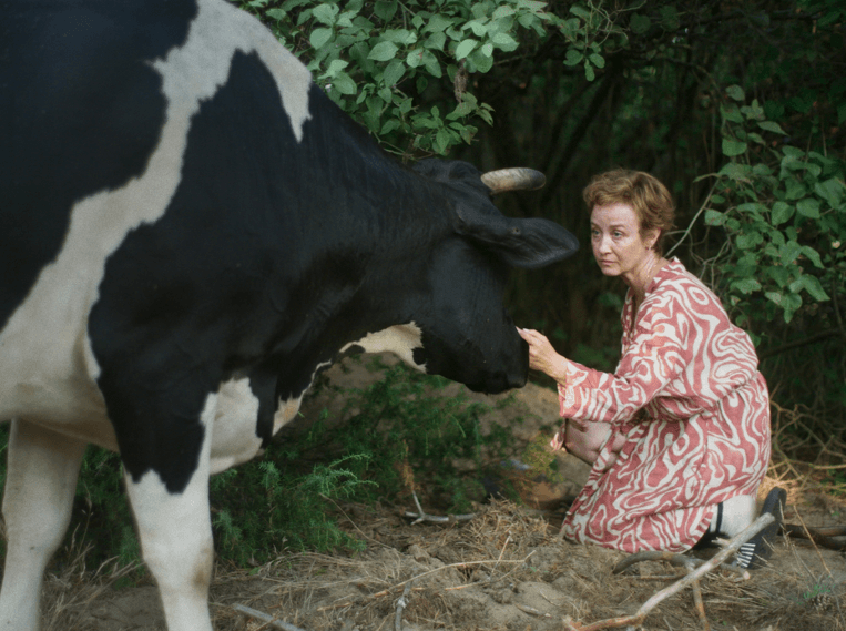 FREE COW
