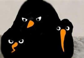 &nbsp;Birds of Paradise, dir. Tomek Ducki